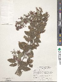 Lespedeza bicolor image