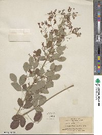 Lespedeza bicolor image