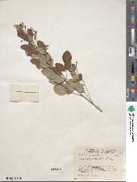 Lespedeza bicolor image