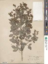 Lespedeza bicolor image