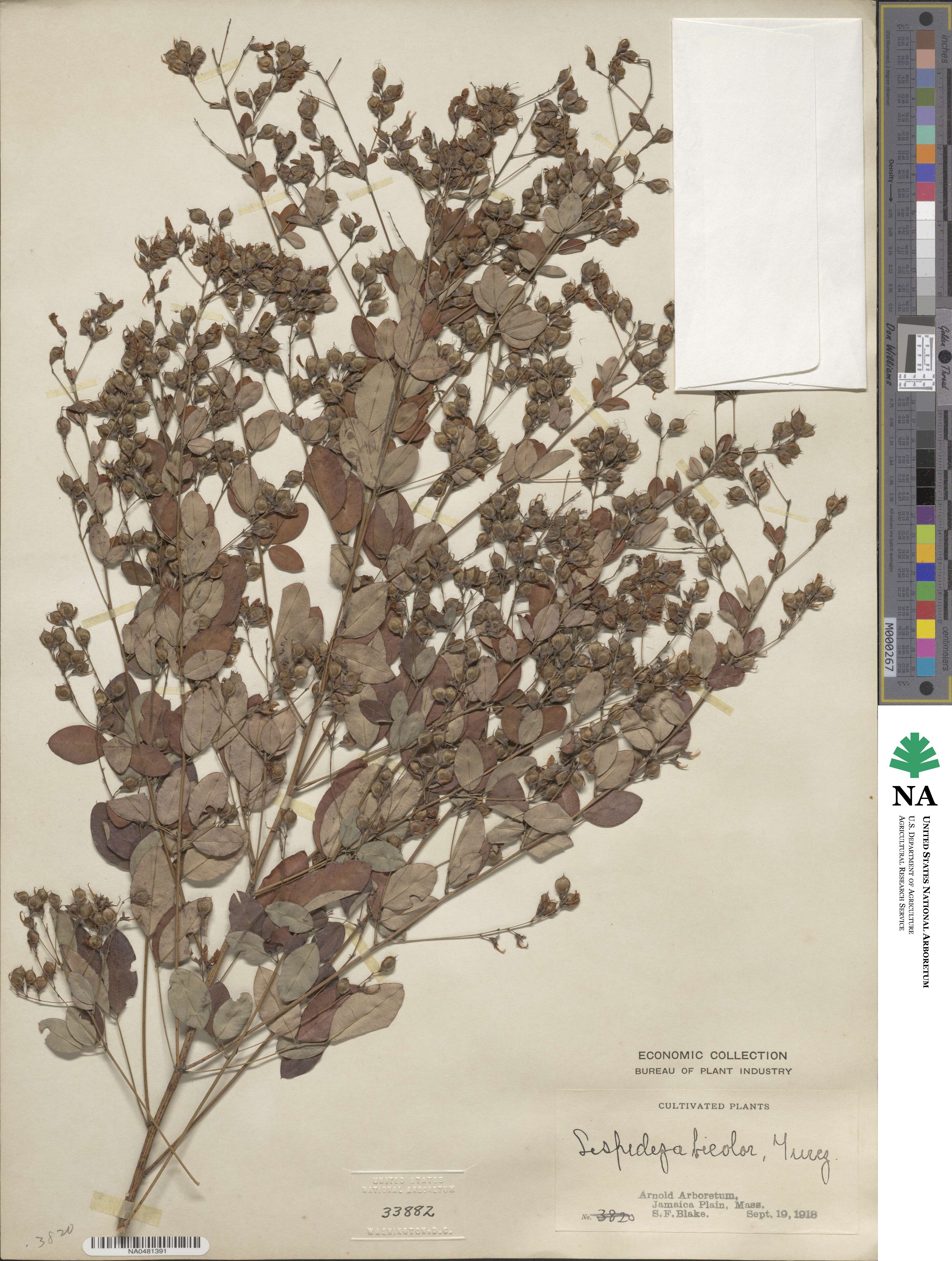 Lespedeza bicolor image