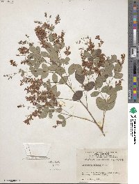 Lespedeza bicolor image