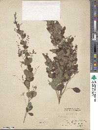 Lespedeza bicolor image