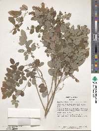 Lespedeza bicolor image