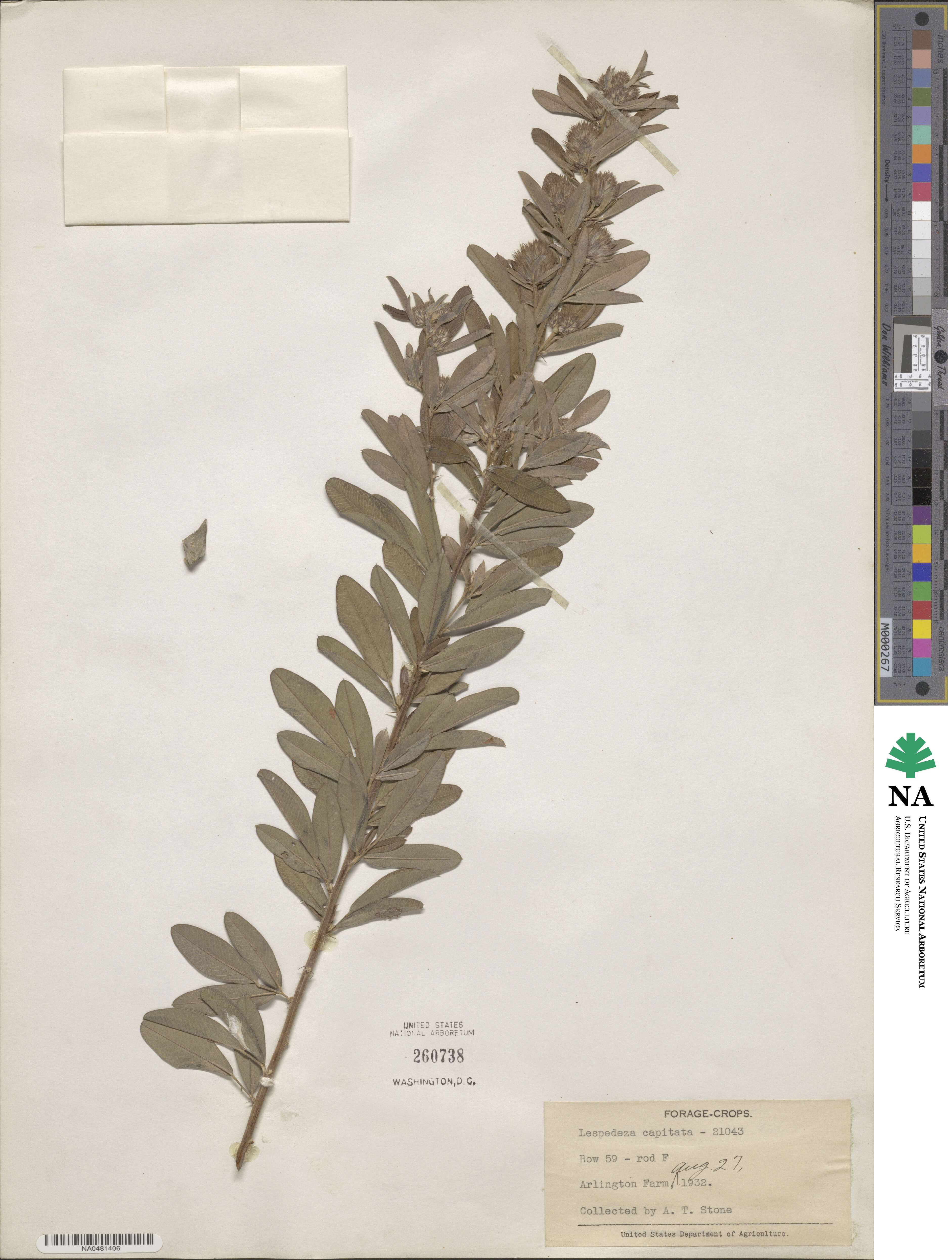 Lespedeza capitata image