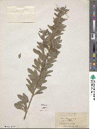 Lespedeza capitata image