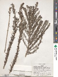 Lespedeza cuneata image