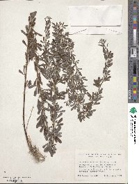 Lespedeza cuneata image