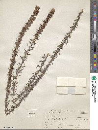 Lespedeza cuneata image