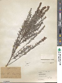 Lespedeza cuneata image