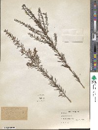 Lespedeza cuneata image