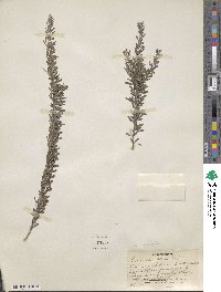 Lespedeza cuneata image