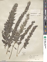 Lespedeza cuneata image