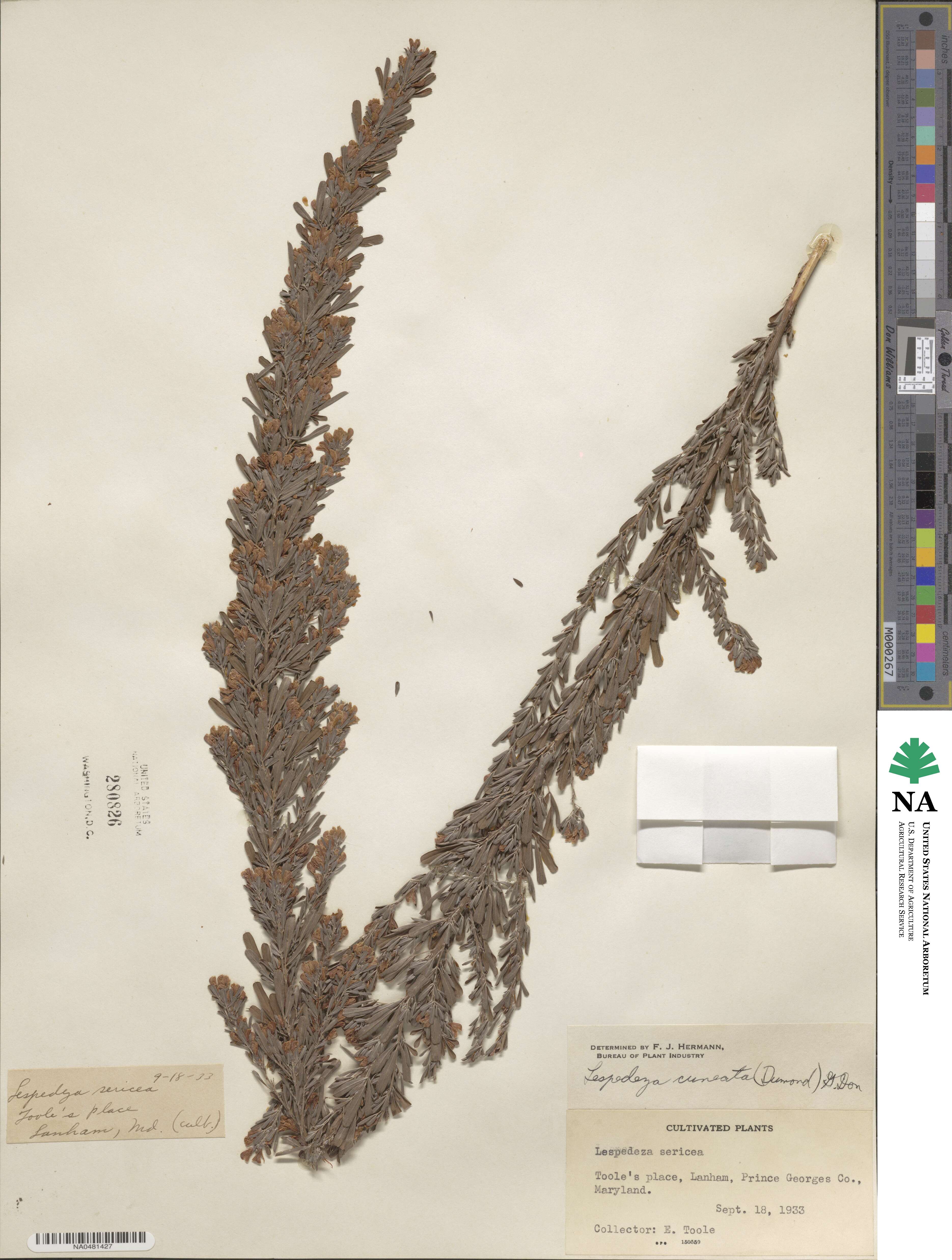 Lespedeza cuneata image