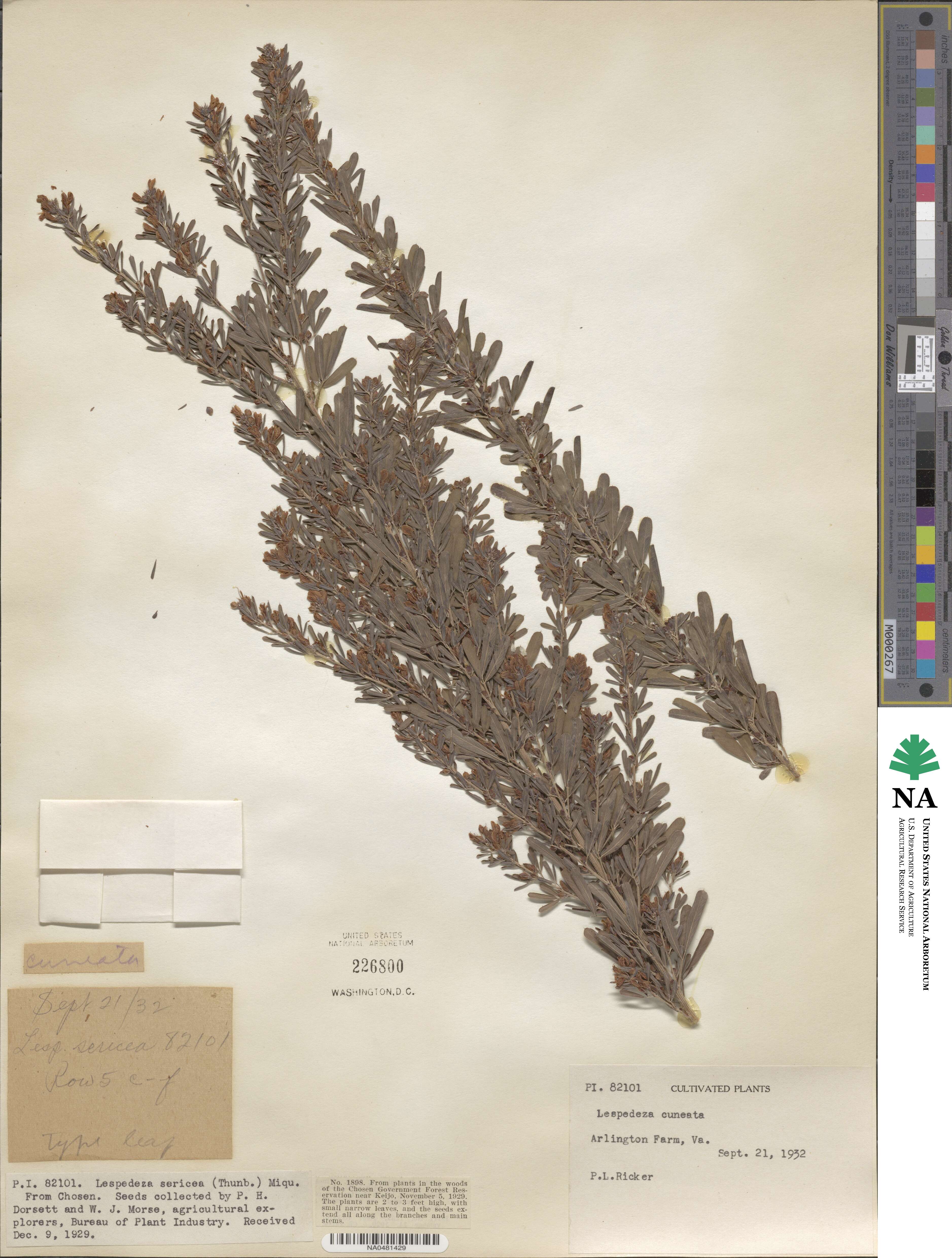 Lespedeza cuneata image