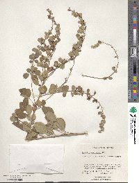 Lespedeza cyrtobotrya image