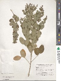 Lespedeza cyrtobotrya image