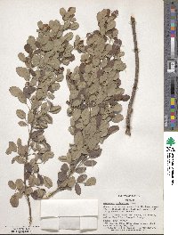 Lespedeza cyrtobotrya image