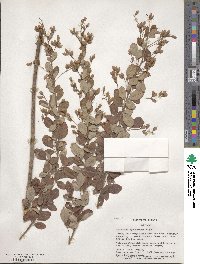 Lespedeza cyrtobotrya image