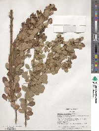 Lespedeza cyrtobotrya image