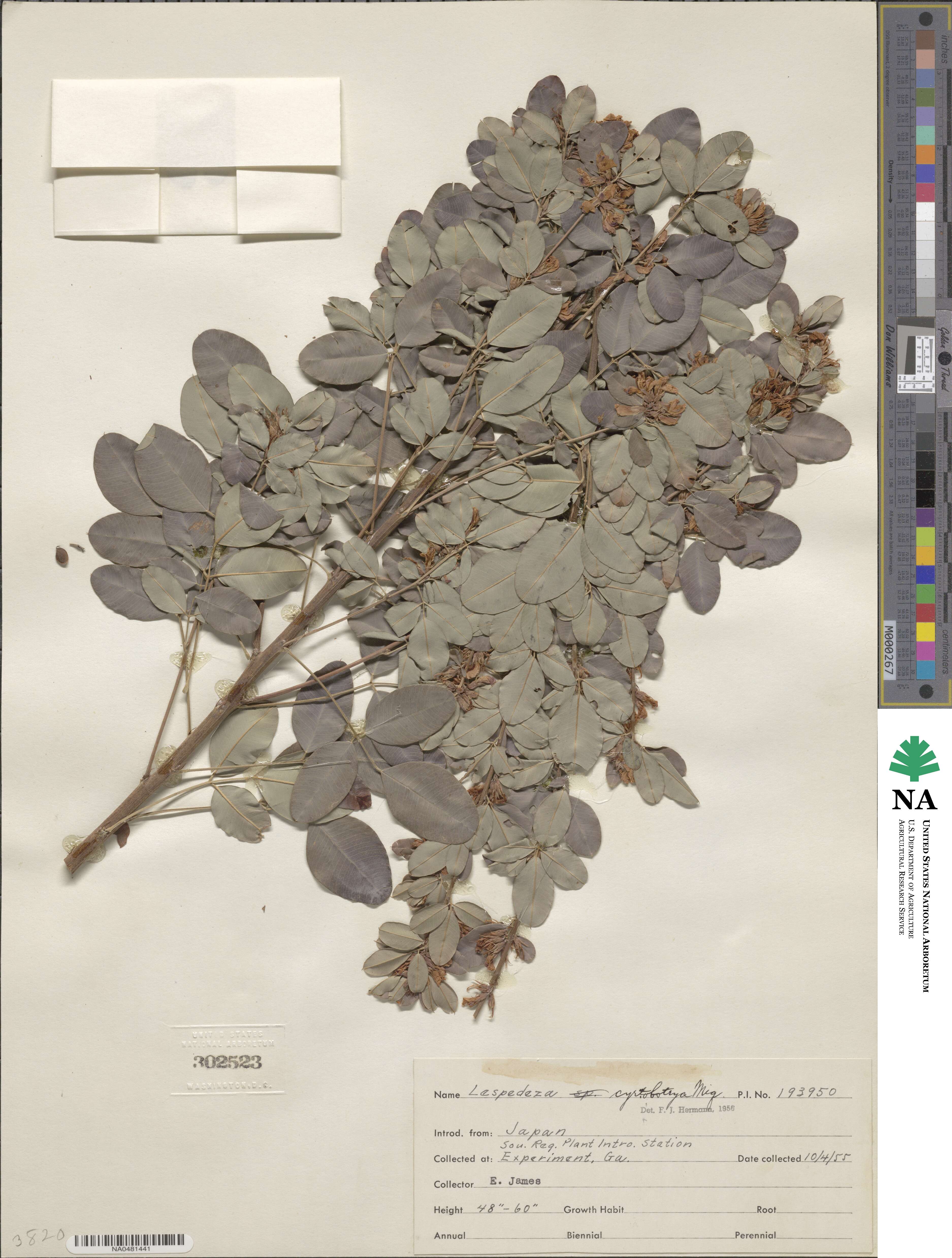Lespedeza cyrtobotrya image