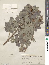 Lespedeza cyrtobotrya image