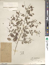 Lespedeza cyrtobotrya image