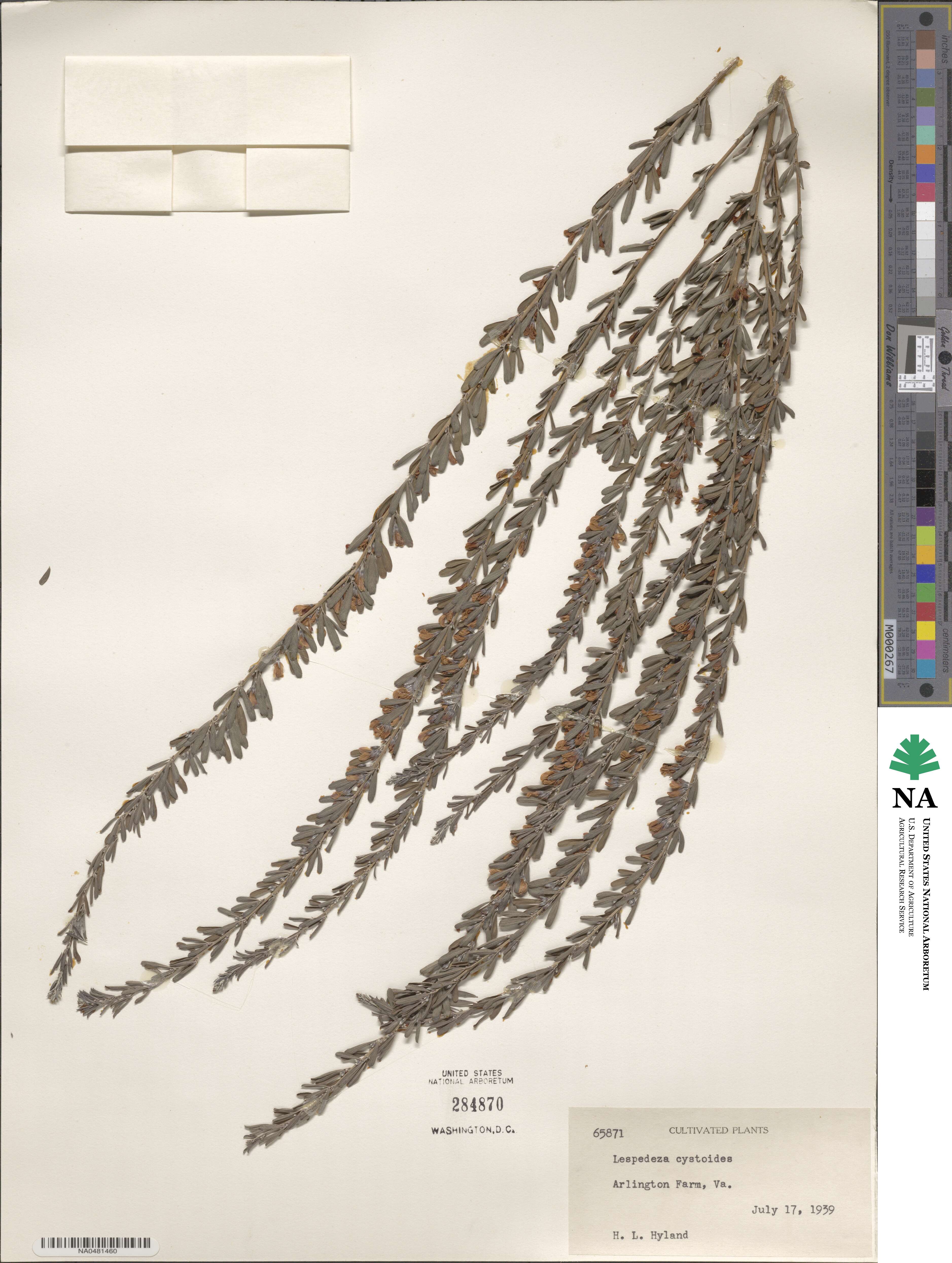 Lespedeza cystoides image