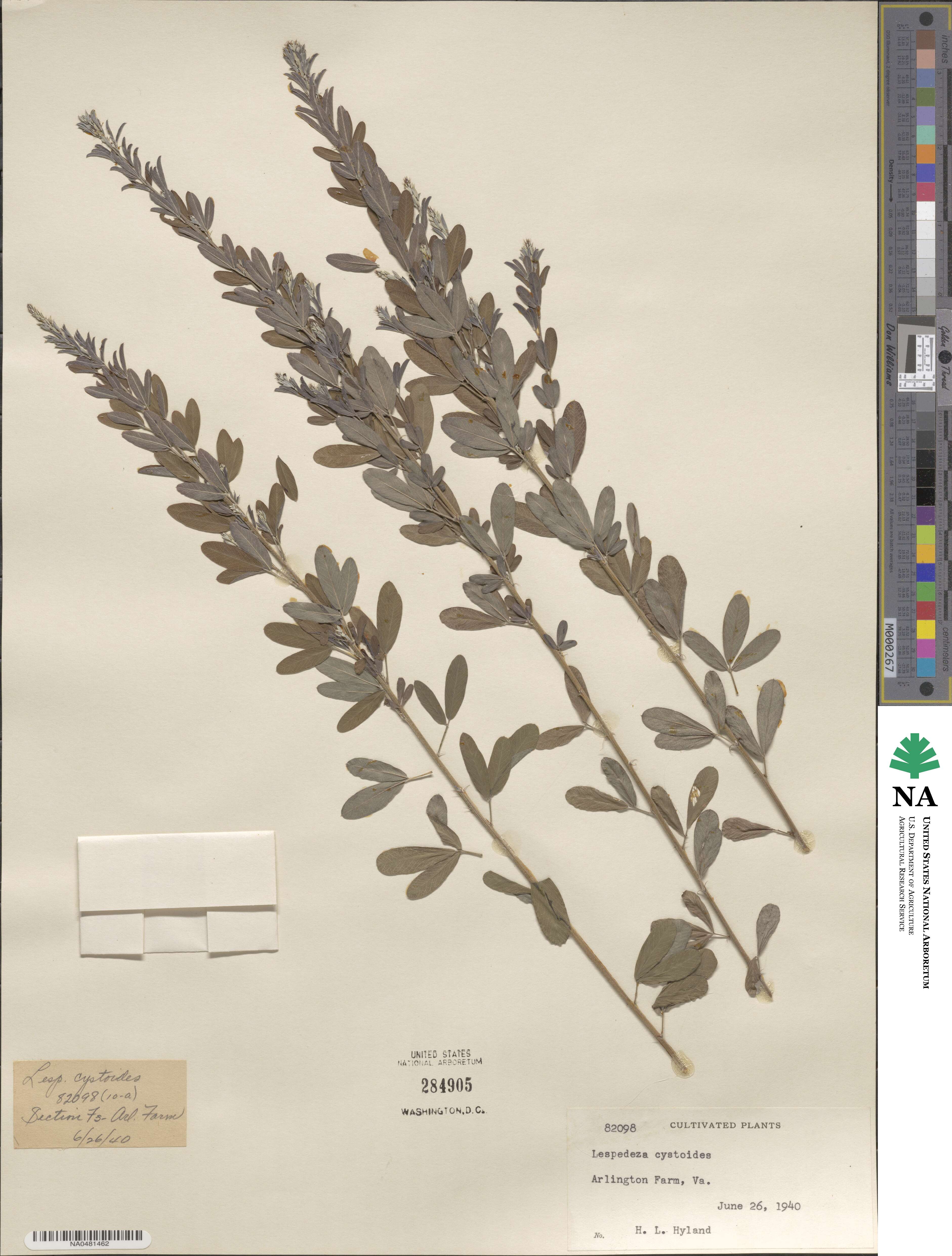 Lespedeza cystoides image