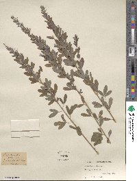 Lespedeza cystoides image