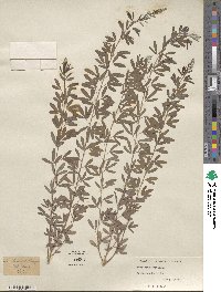 Lespedeza cystoides image