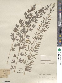 Lespedeza cystoides image