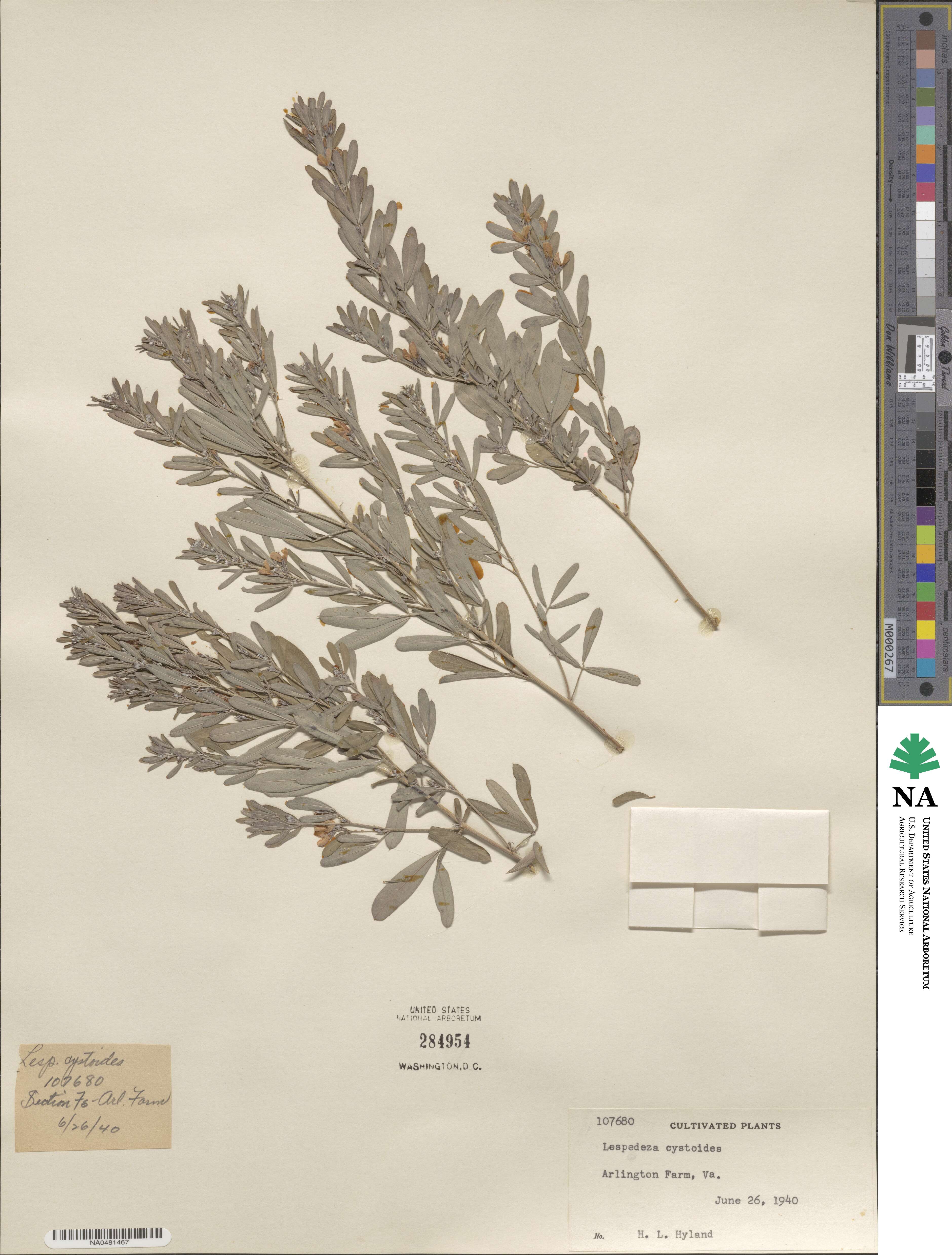 Lespedeza cystoides image