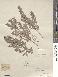 Lespedeza cystoides image