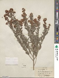 Lespedeza daurica image