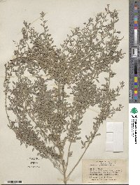 Lespedeza daurica image