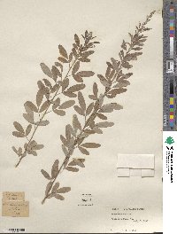 Lespedeza daurica image