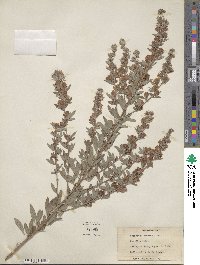 Lespedeza daurica image