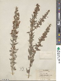 Lespedeza daurica image