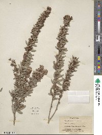 Lespedeza daurica image