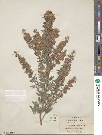 Lespedeza daurica image