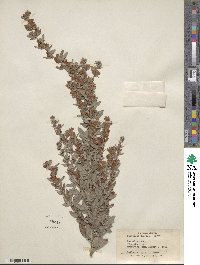 Lespedeza daurica image