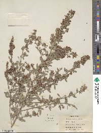 Lespedeza daurica image