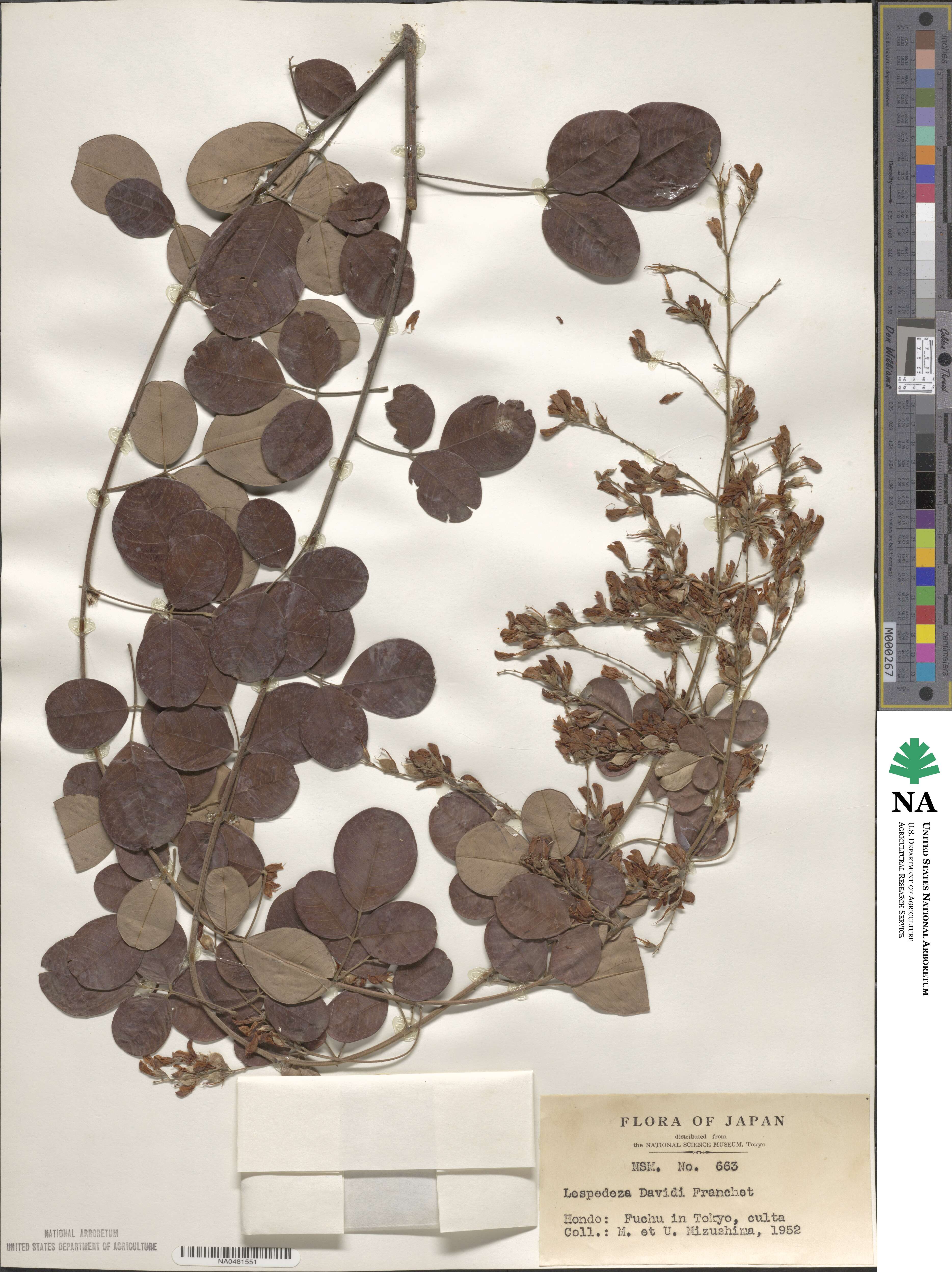 Lespedeza davidii image