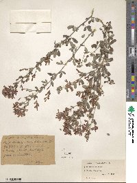 Lespedeza floribunda image