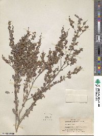 Lespedeza floribunda image