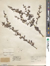 Lespedeza floribunda image