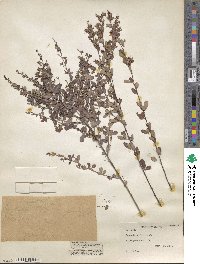 Lespedeza floribunda image