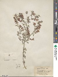 Lespedeza floribunda image