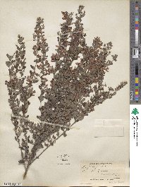 Lespedeza floribunda image